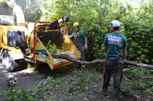 tree services East Camden